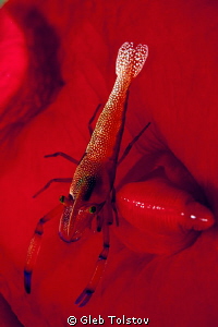 Emperor shrimp on spanish danccer by Gleb Tolstov 